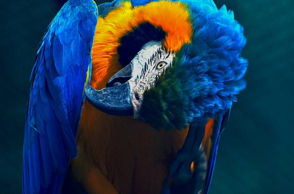 wilderness picture closeup macaw parrot  