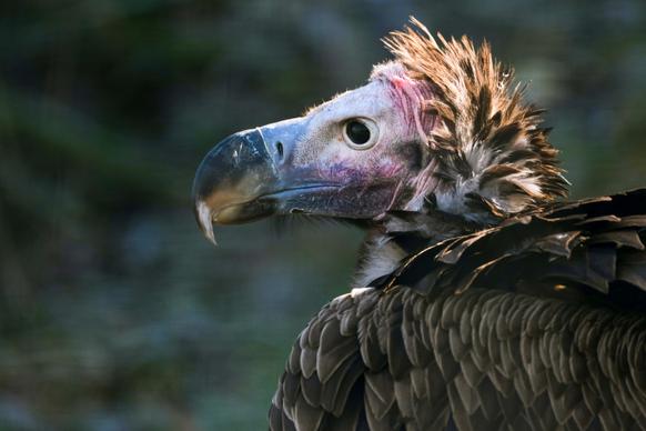 wilderness picture contrast closeup vulture face feathers