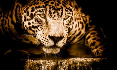 wilderness picture contrast hunting jaguar closeup