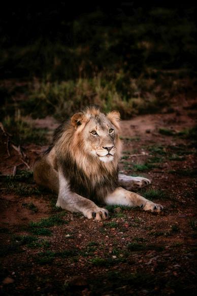 wilderness picture contrast lion relaxing scene