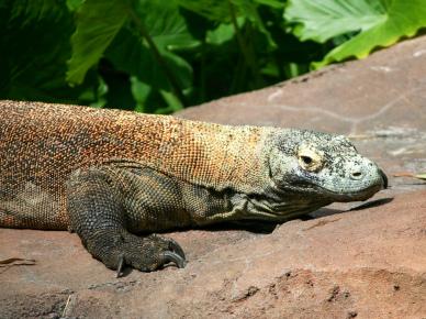 wilderness picture crawling komodo dragon scene