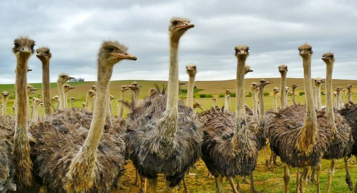 wilderness picture crowded ostrich flock scene