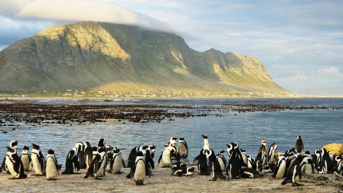 wilderness picture crowded penguin flock mountain sea scene