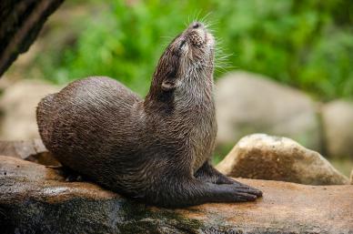 wilderness picture cute dynamic otter closeup