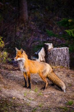 wilderness picture cute fox contrast jungle 