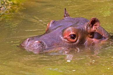 wilderness picture cute hippopotamus calf face closeup