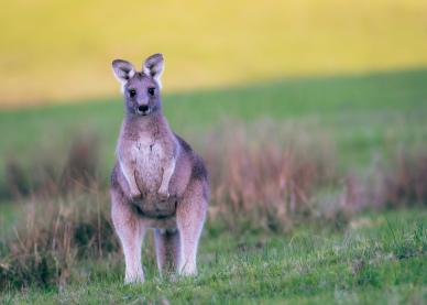 wilderness picture cute kangaroo meadow scene