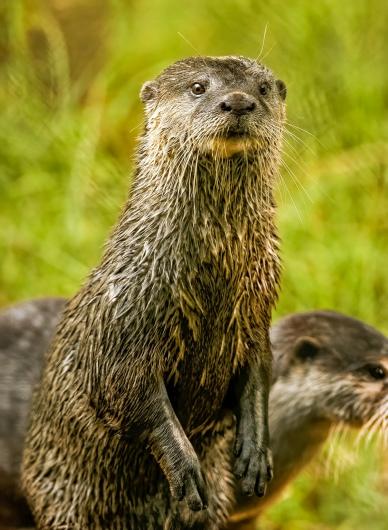 wilderness picture cute otters closeup