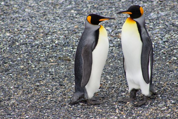 wilderness picture cute penguin couple in love