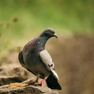 wilderness picture cute perching pigeon closeup