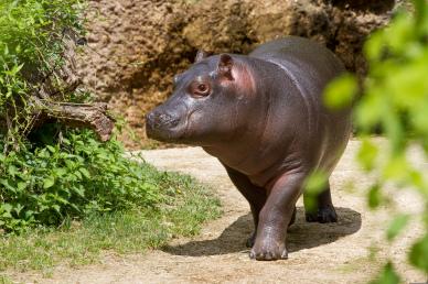 wilderness picture cute walking hippopotamus calf