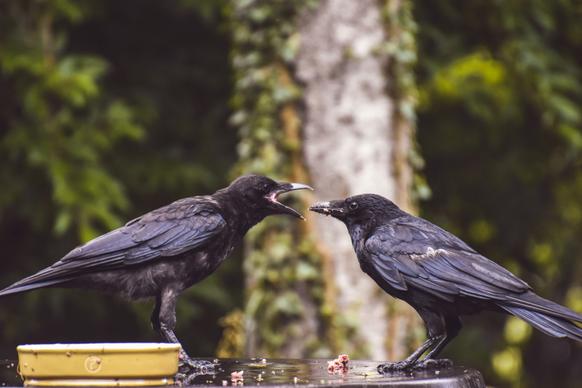 wilderness picture dynamic closeup perching crows