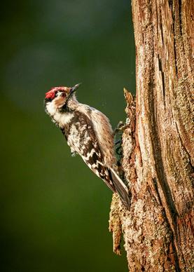 wilderness picture dynamic closeup woodpecker bird