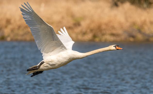 wilderness picture dynamic flying swan