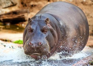 wilderness picture dynamic hippo swimming