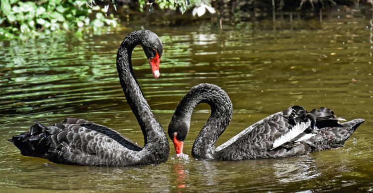 wilderness picture dynamic joyful swans couple scene 