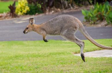 wilderness picture dynamic jumpking kangaroo