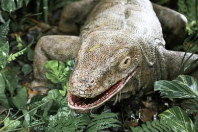 wilderness picture dynamic komodo dragon jungle leaves scene