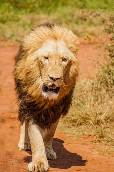 wilderness picture dynamic lion elegance