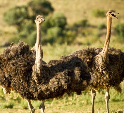 wilderness picture dynamic ostrich scene