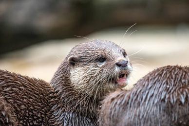 wilderness picture dynamic otters herd closeup