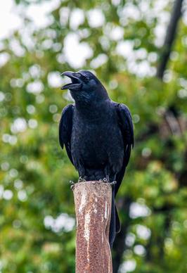 wilderness picture dynamic singing crow closeup