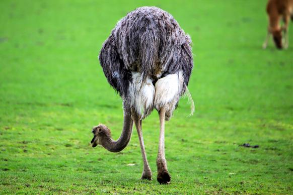 wilderness picture dynamic walking ostrich