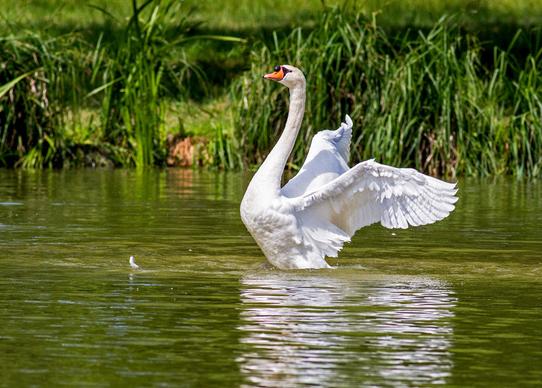 wilderness picture elegant dynamic swan swimming