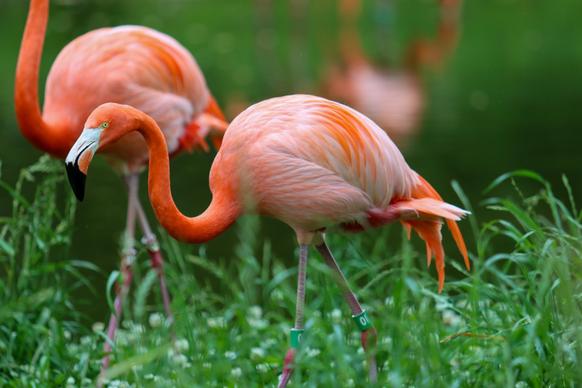 wilderness picture elegant flamingo flock scene 