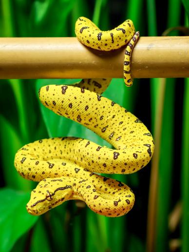 wilderness picture elegant snake closeup