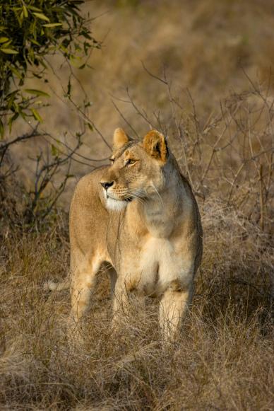 wilderness picture female lion grassland scene