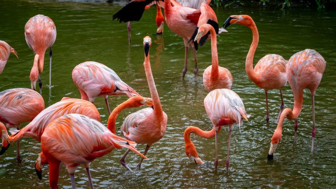 wilderness picture flamingo birds flock scene 
