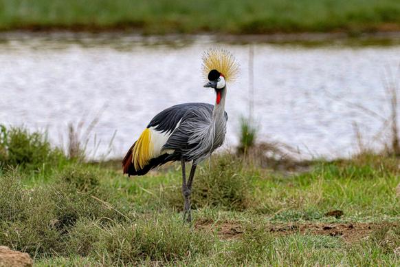 wilderness picture grey crowned crane lake scene