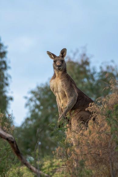 wilderness picture kangaroo trees scene