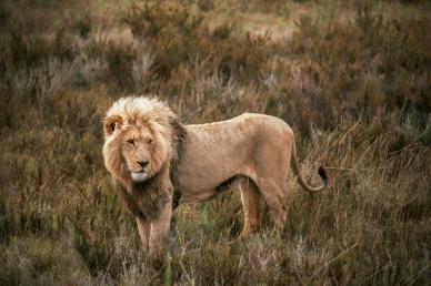 wilderness picture lion meadow scene