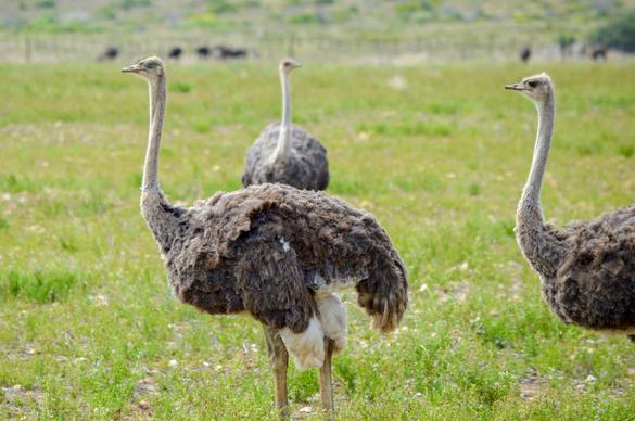 wilderness picture ostrich flock meadow scene