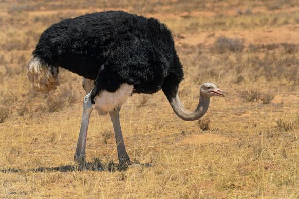 wilderness picture ostrich walking meadow scene
