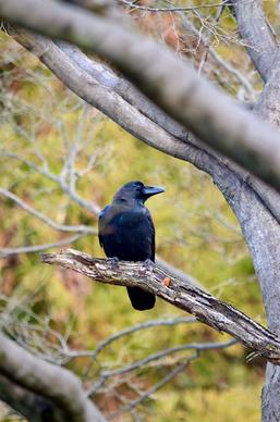 wilderness picture perching crow leafless tree scene