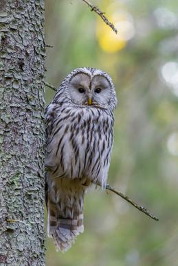 wilderness picture perching owl closeup