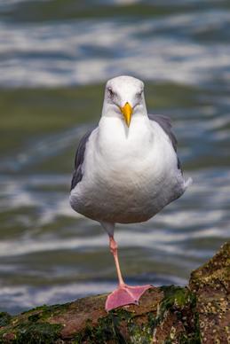 wilderness picture perching seagull closeup