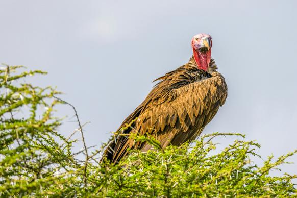 wilderness picture perching vulture tree scene 