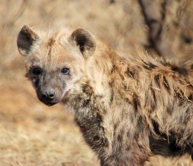 wilderness picture relistic closeup hyenas