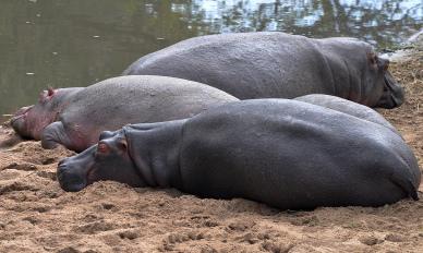 wilderness picture resting hippo herd scene