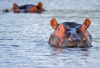 wilderness picture swimming hippo scene