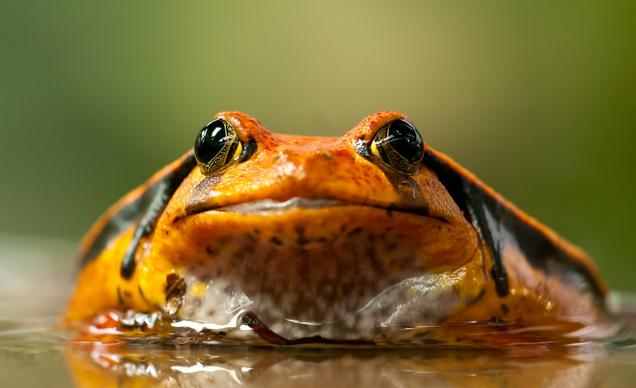 wilderness picture water frog face  closeup
