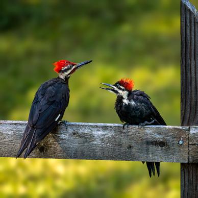 wilderness picture woodpeckers couple perching scene