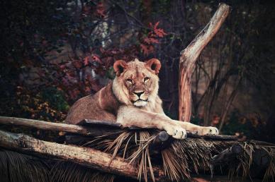 wilderness scene picture contrast lying lion