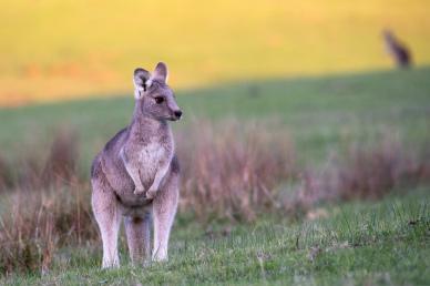 wilderness scene picture cute kangaroo meadow