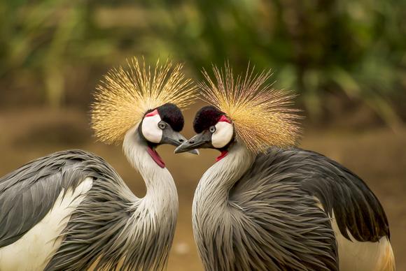 wilderness scene picture cute realistic grey crowned cranes 