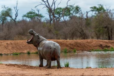 wilderness scene picture dynamic hippo  